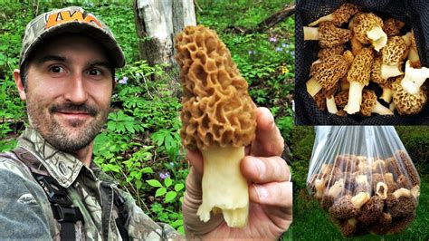 Investigators identify remains found by morel mushroom hunter